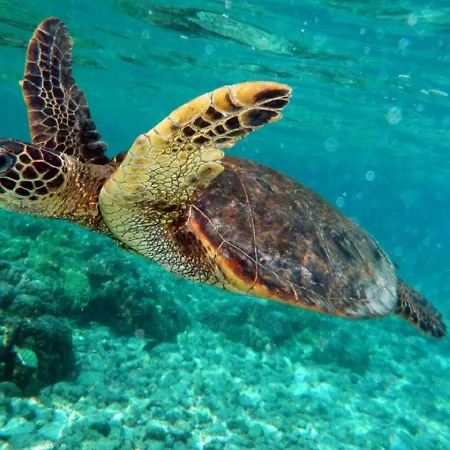 Ocean View Villa, 5 Bedrooms, Private Pool, Bbq, Wifi & Satelite Tv Βίλα *